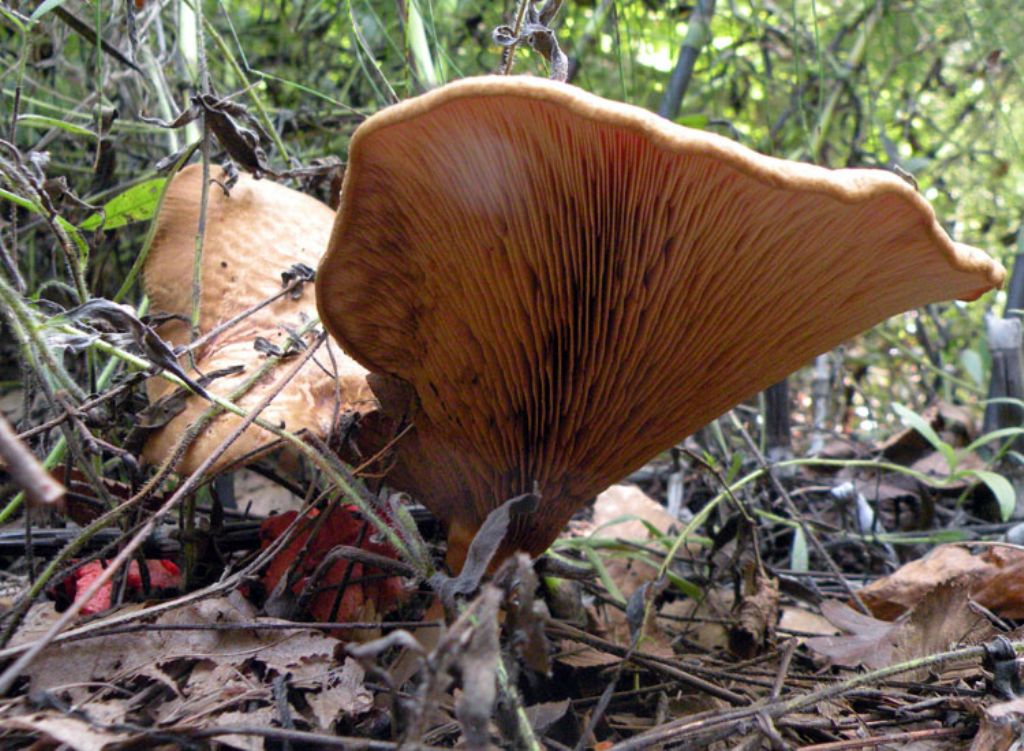 Paxillus rubicundulus?